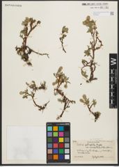 Foto von Salix petrophila Rydb.